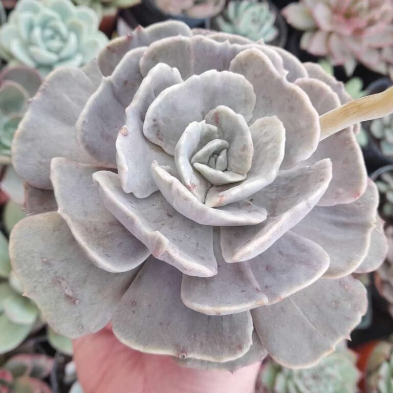 Echeveria Pollux Monstruosa