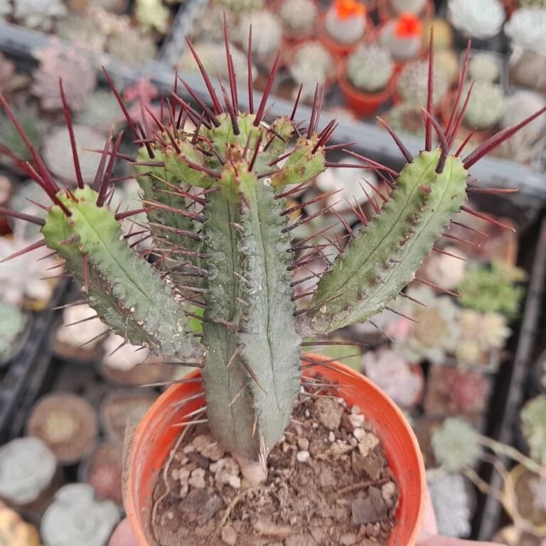Euphorbia Pillansii