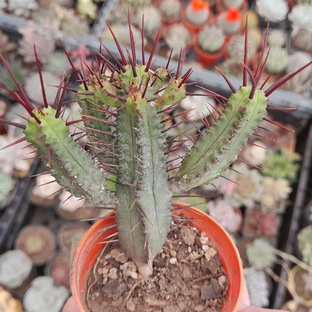 Euphorbia Pillansii