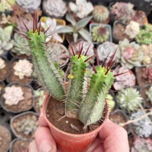 Euphorbia enopla