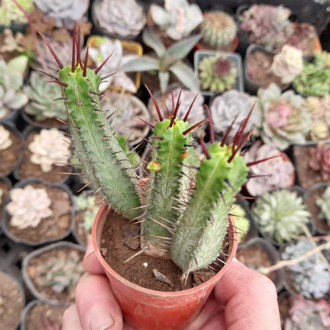 Euphorbia enopla