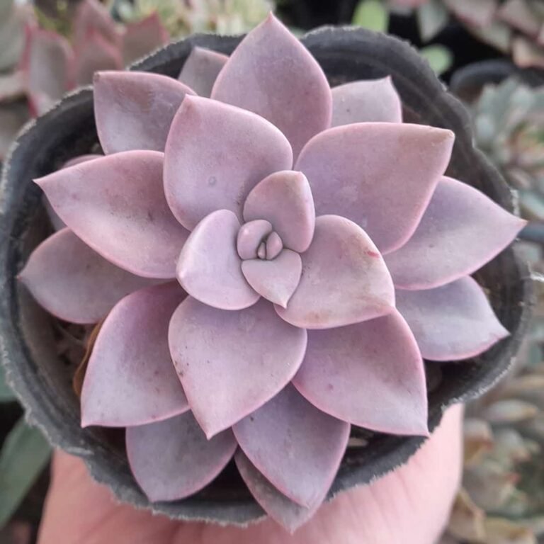 Graptoveria Debbie