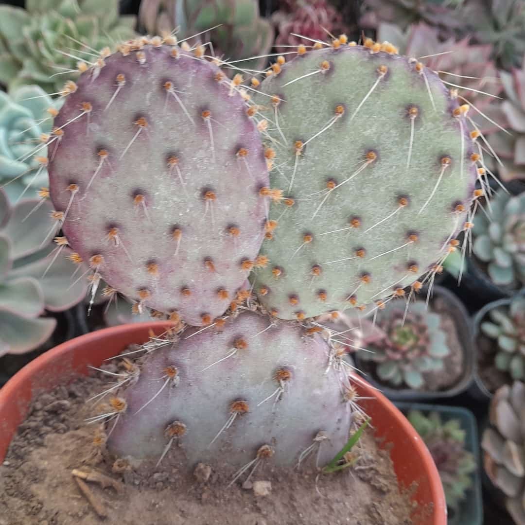 Opuntia Santa Rita
