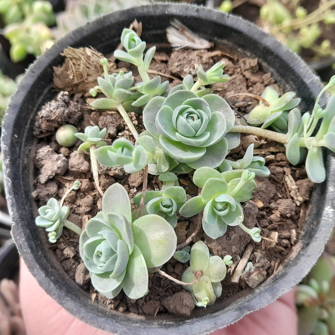 Orostachys Boehmeri Keiko