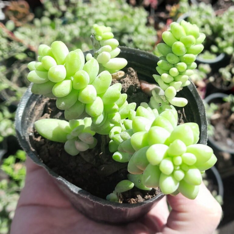 Sedum Burrito