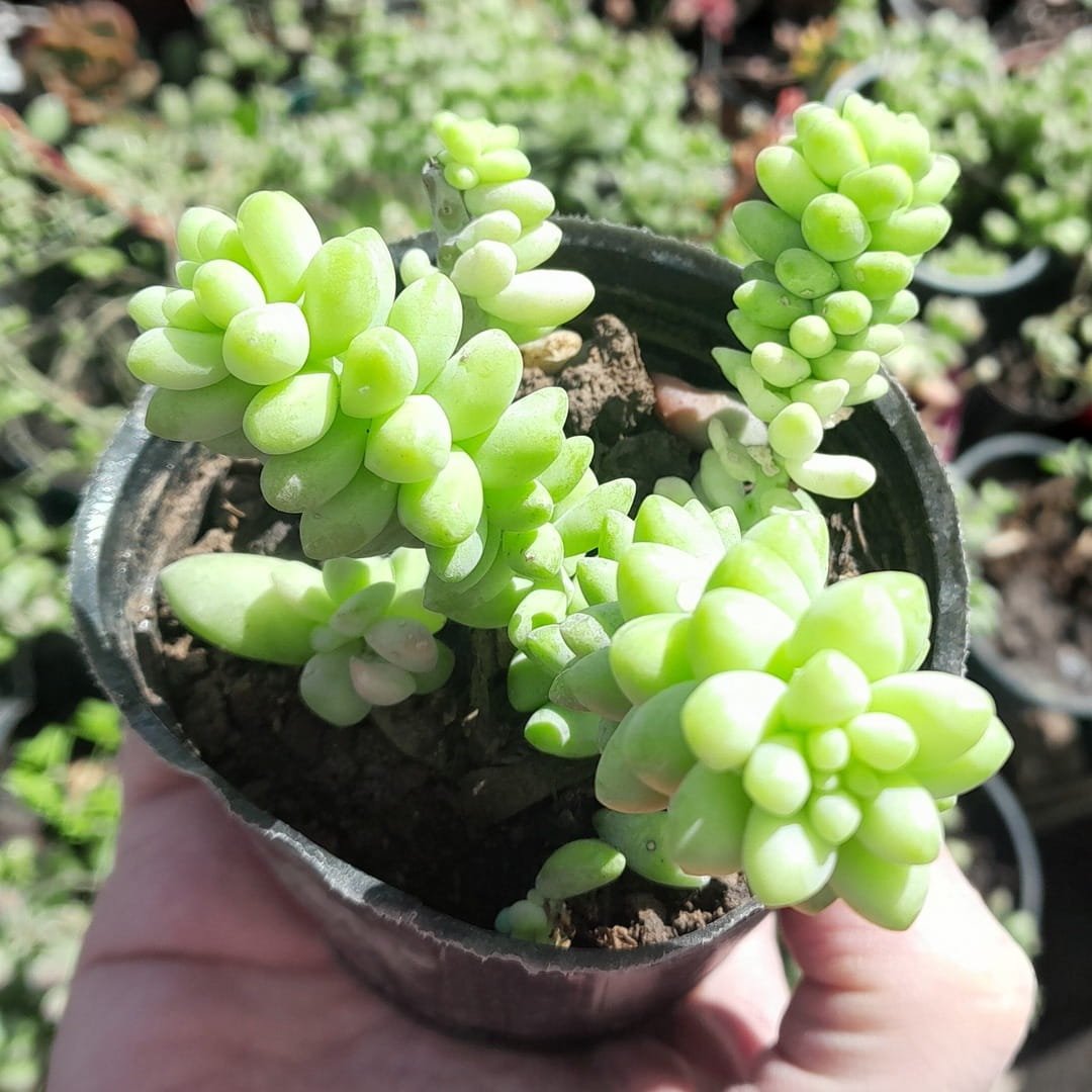Sedum Burrito