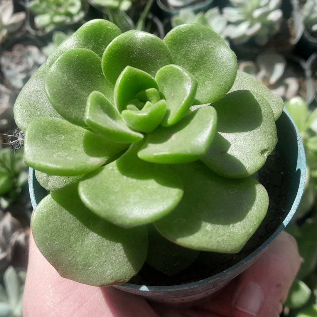 Aeonium Lily Pad