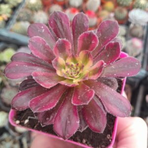 Aeonium Mardi Gras