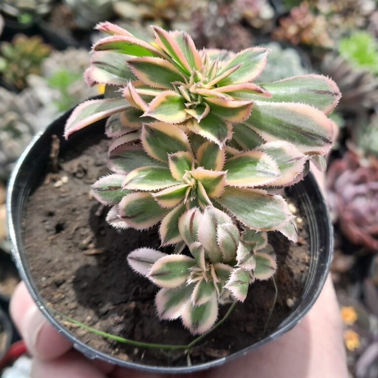 Aeonium Sunburst Crestada