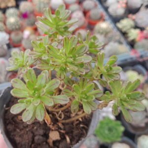 Aeonium sedifolium