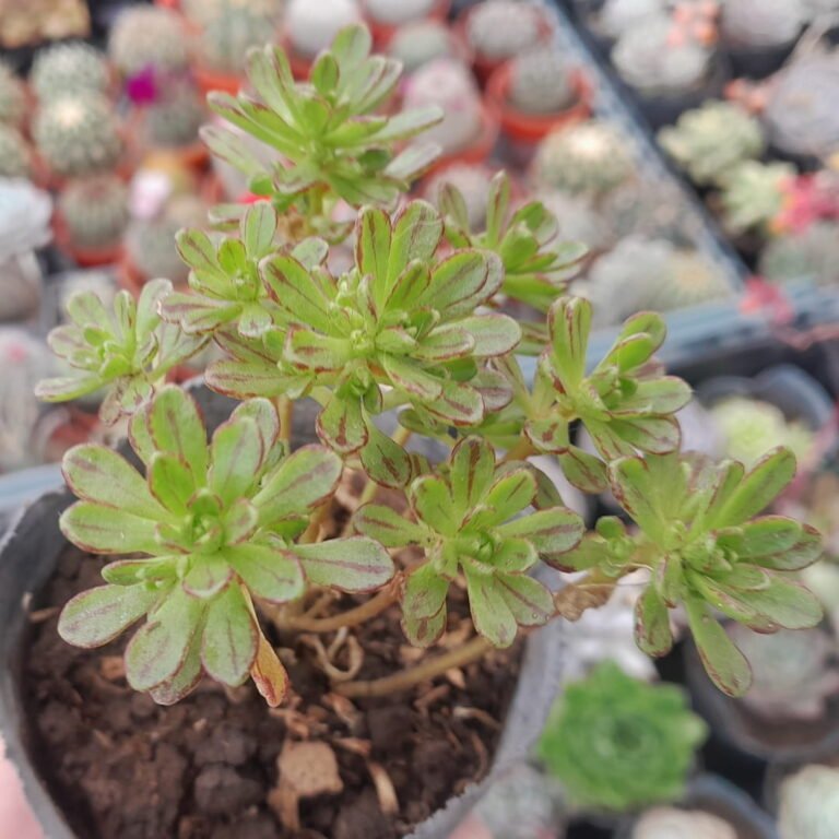 Aeonium sedifolium