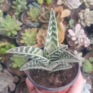 Aloe Variegata