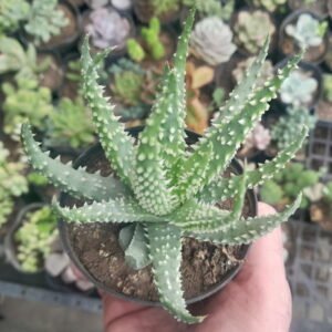 Aloe humilis