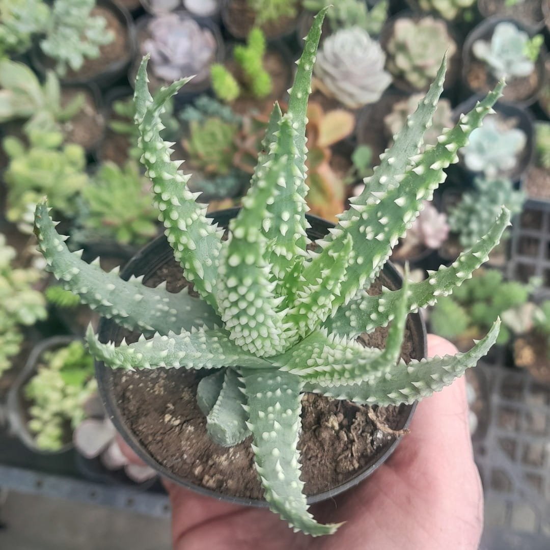 Aloe humilis