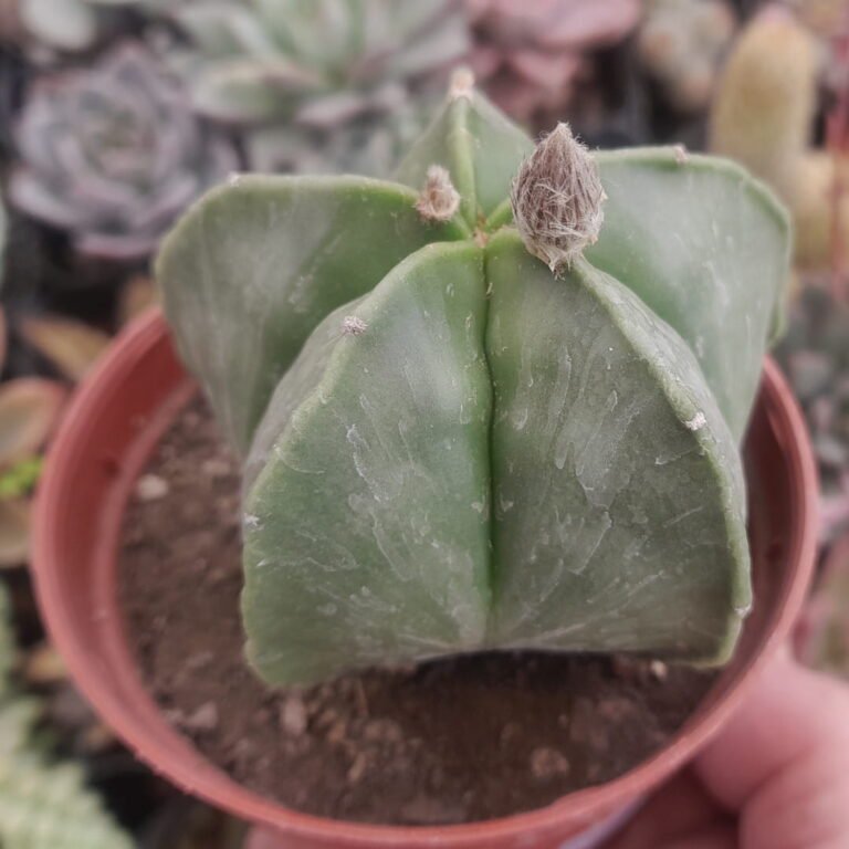 Astrophytum Myriostigma Nudum
