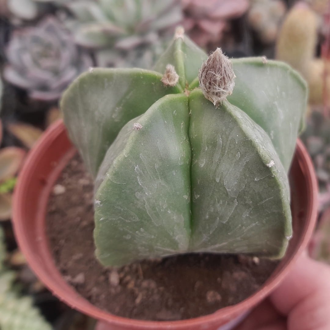 Astrophytum Myriostigma Nudum