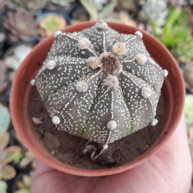 Astrophytum asterias