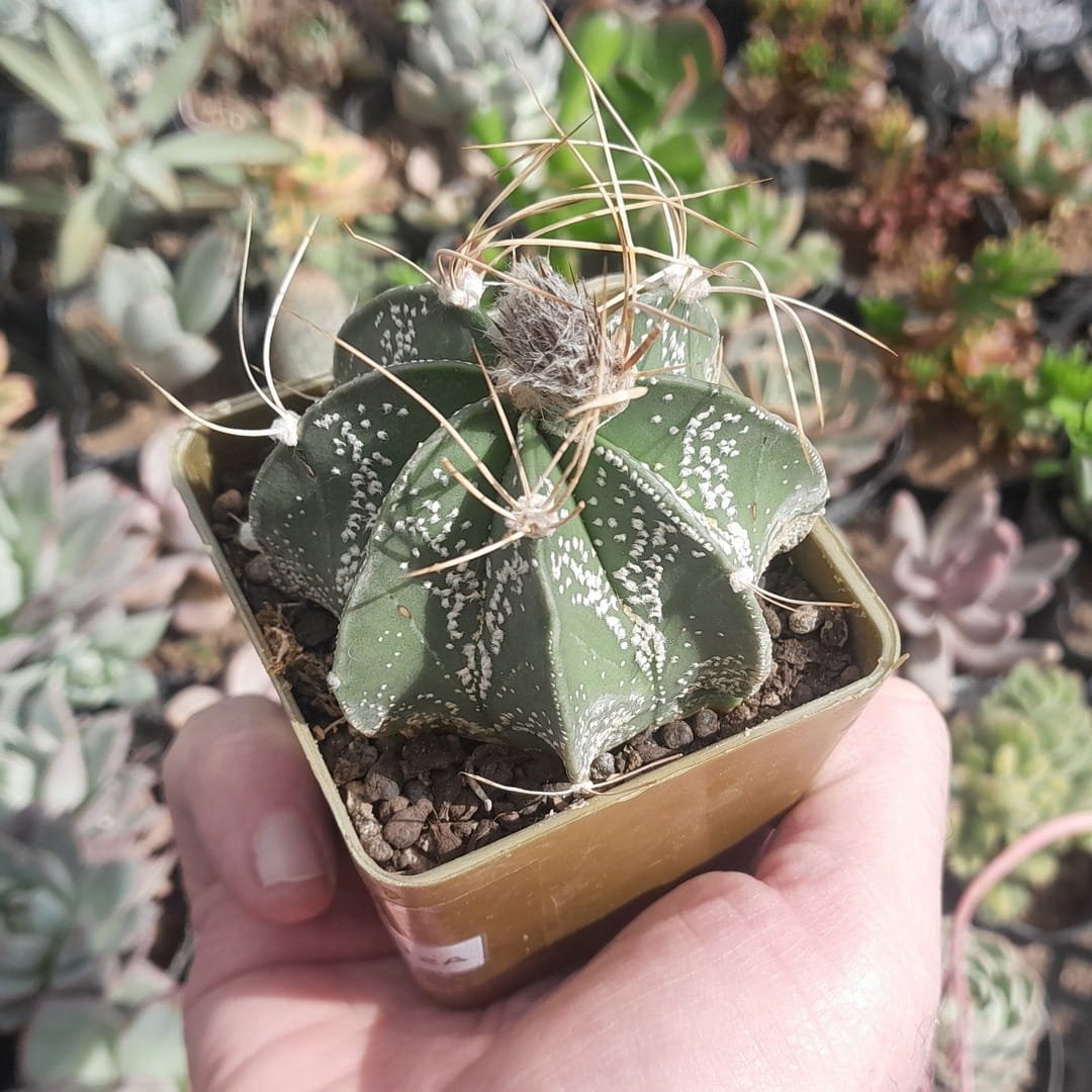 Astrophytum capricorne
