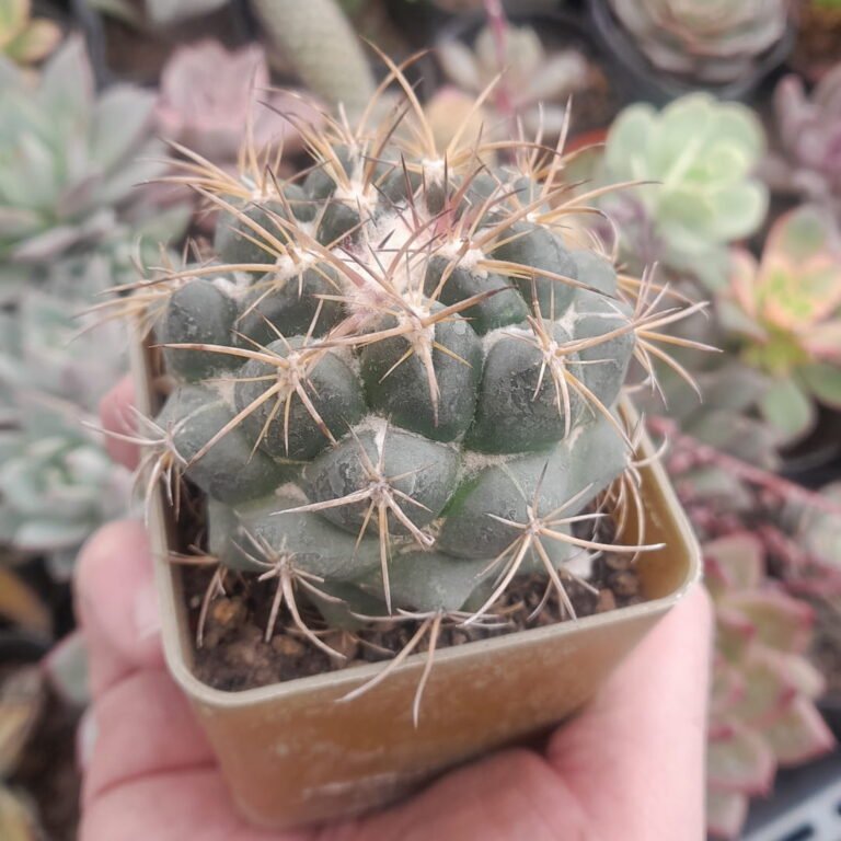Coryphantha elephantidens
