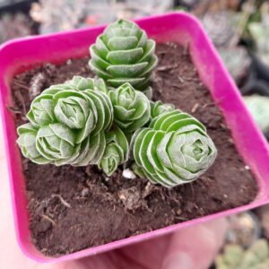 Crassula Emerald