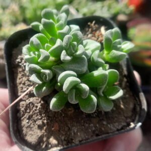 Crassula Fernwood