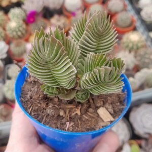 Crassula Templo De Buda
