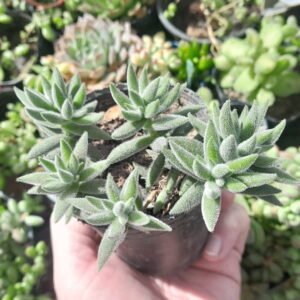 Crassula Tenelli