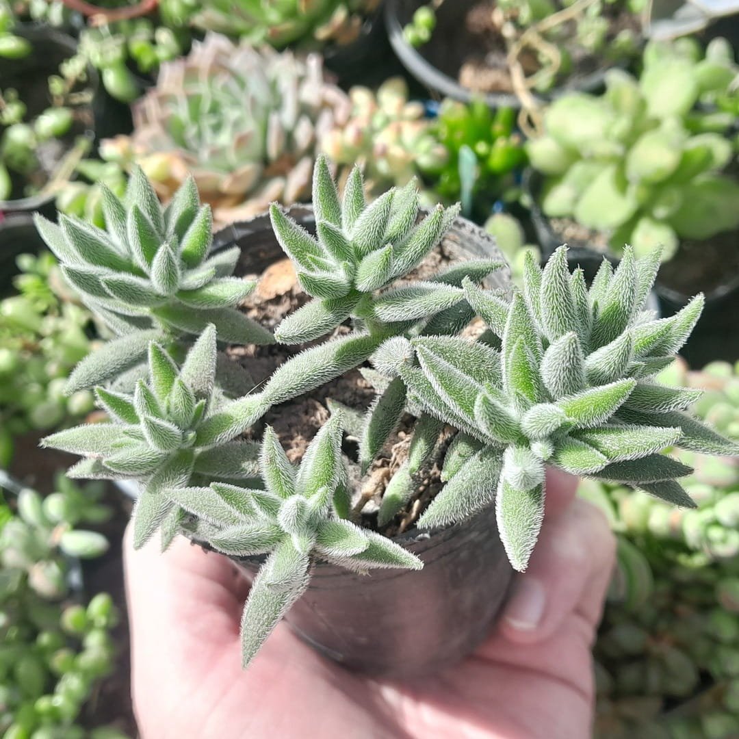Crassula Tenelli