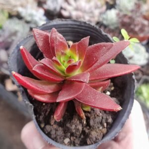 Crassula capitella Campfire