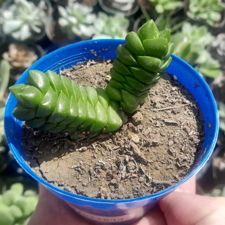 Crassula columella