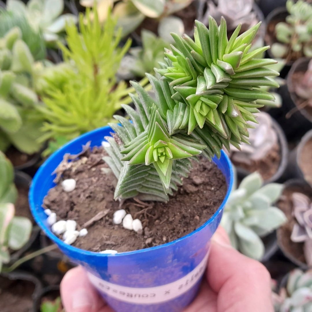 Crassula pyramidalis × congesta