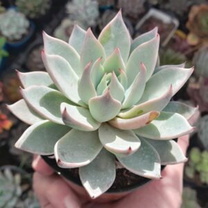 Echeveria Cuspidata Menchaca