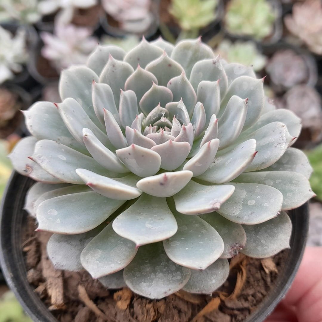 Echeveria Derenbergii
