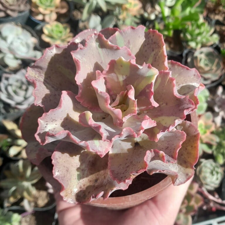 Echeveria Fury