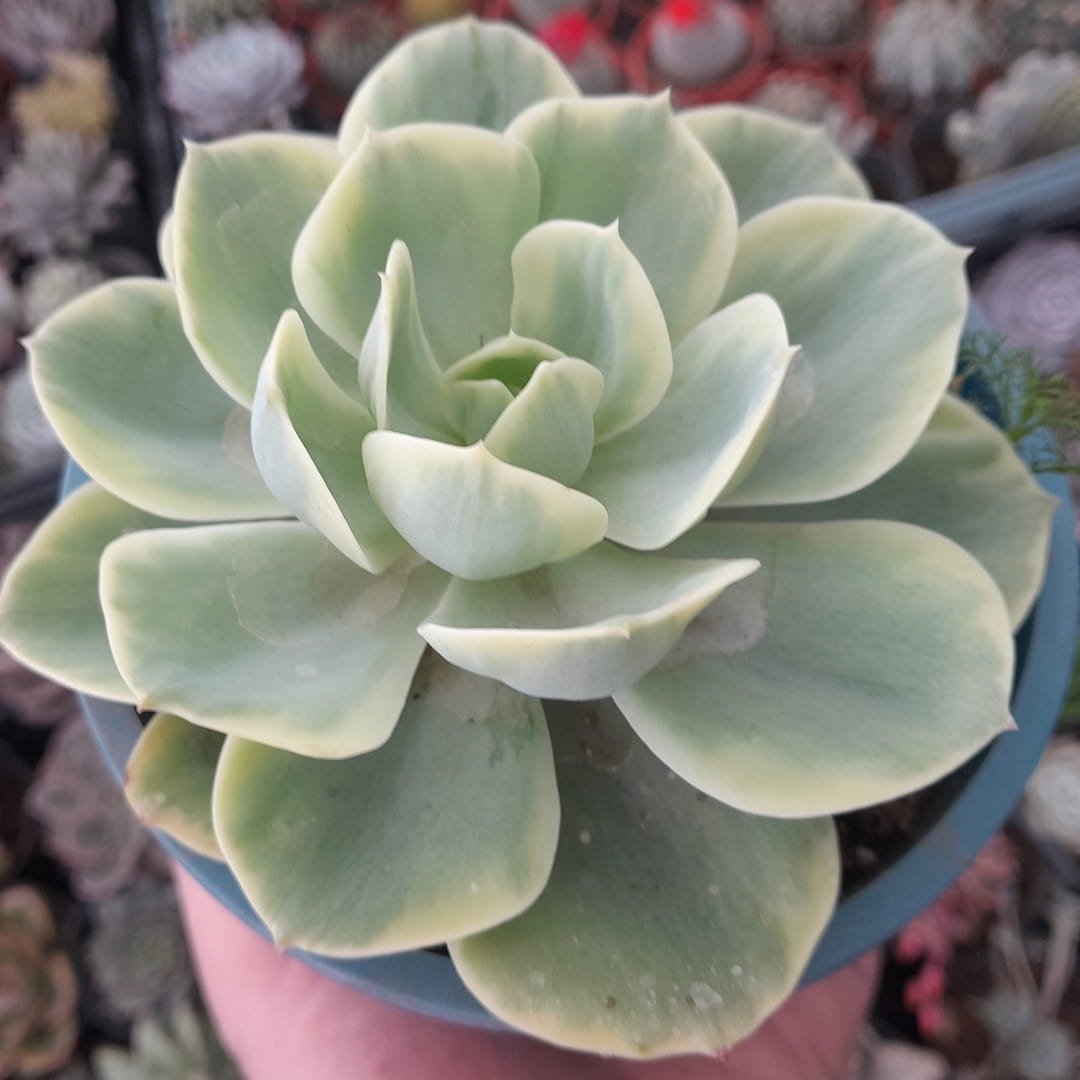 Echeveria Lemon Gold