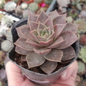 Echeveria Lilacina x Purpusorum