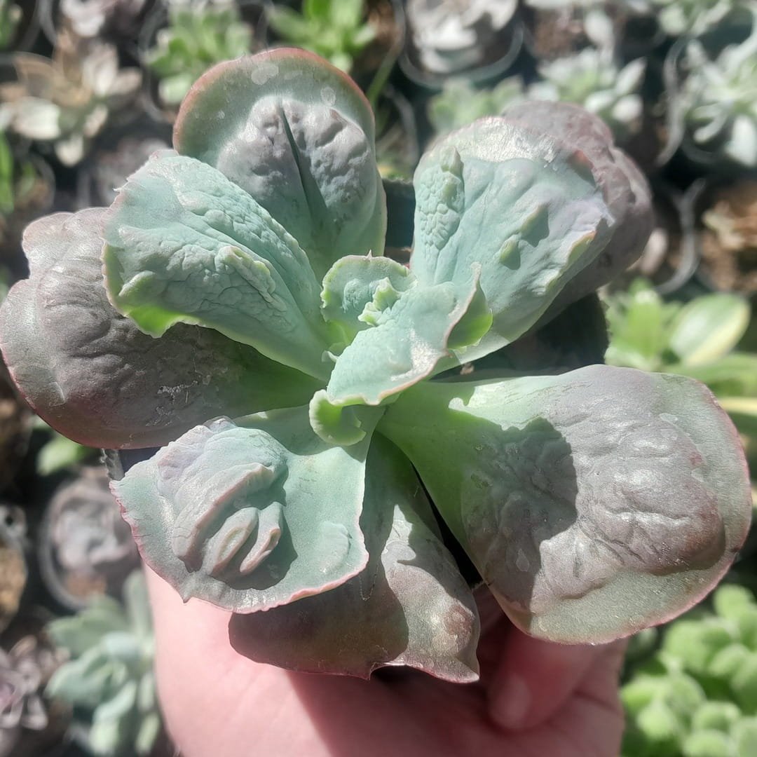 Echeveria Linguas