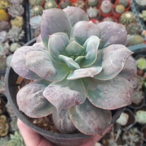 Echeveria Macarrón