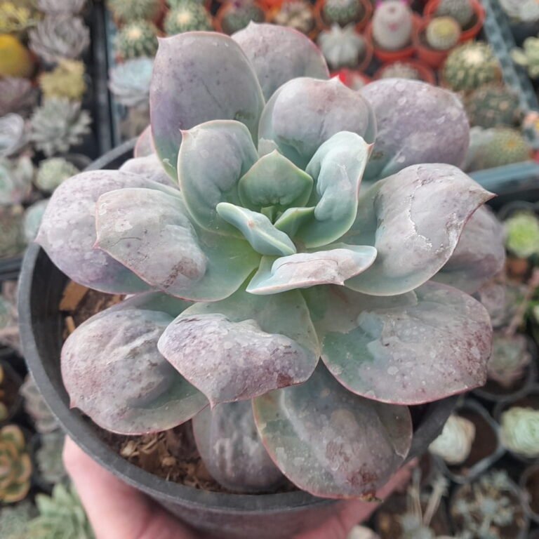 Echeveria Macarrón
