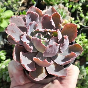 Echeveria Neon Breakers