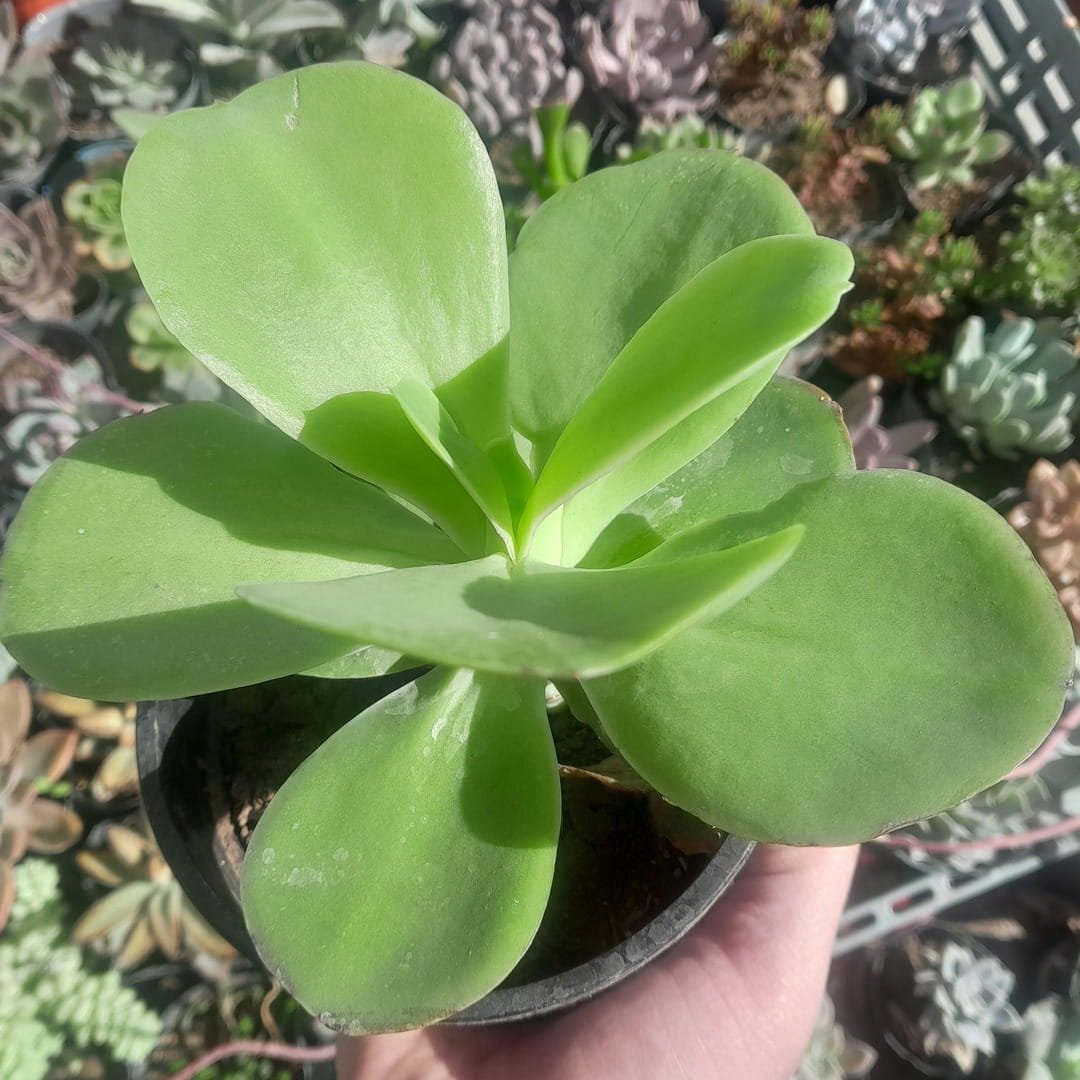 Echeveria Pallida