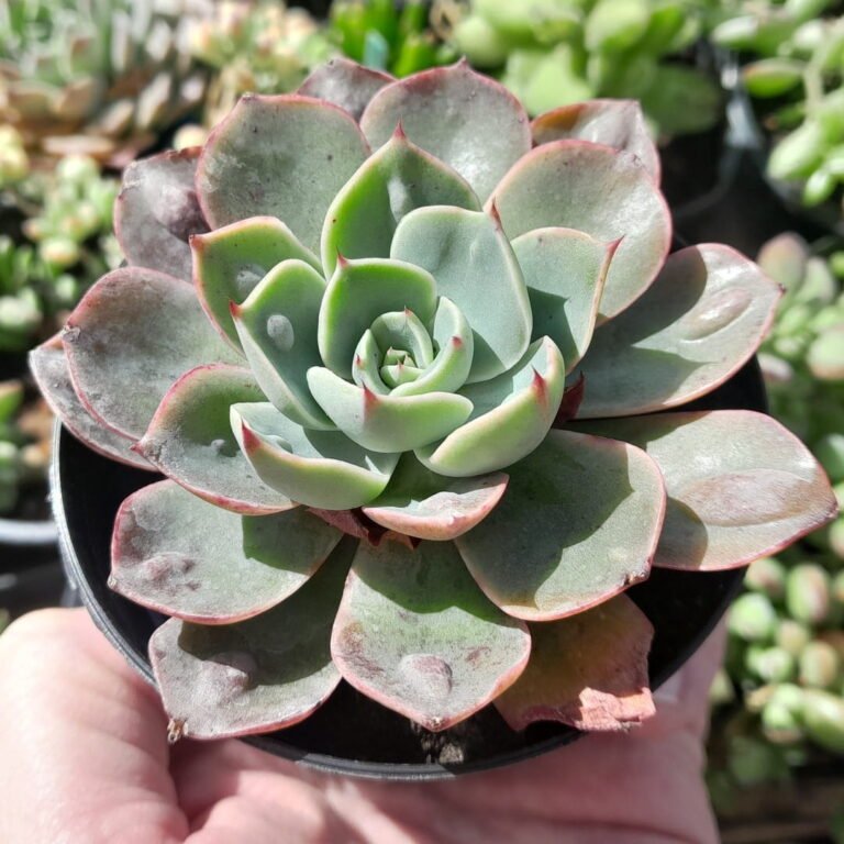 Echeveria Parva x Raindrops