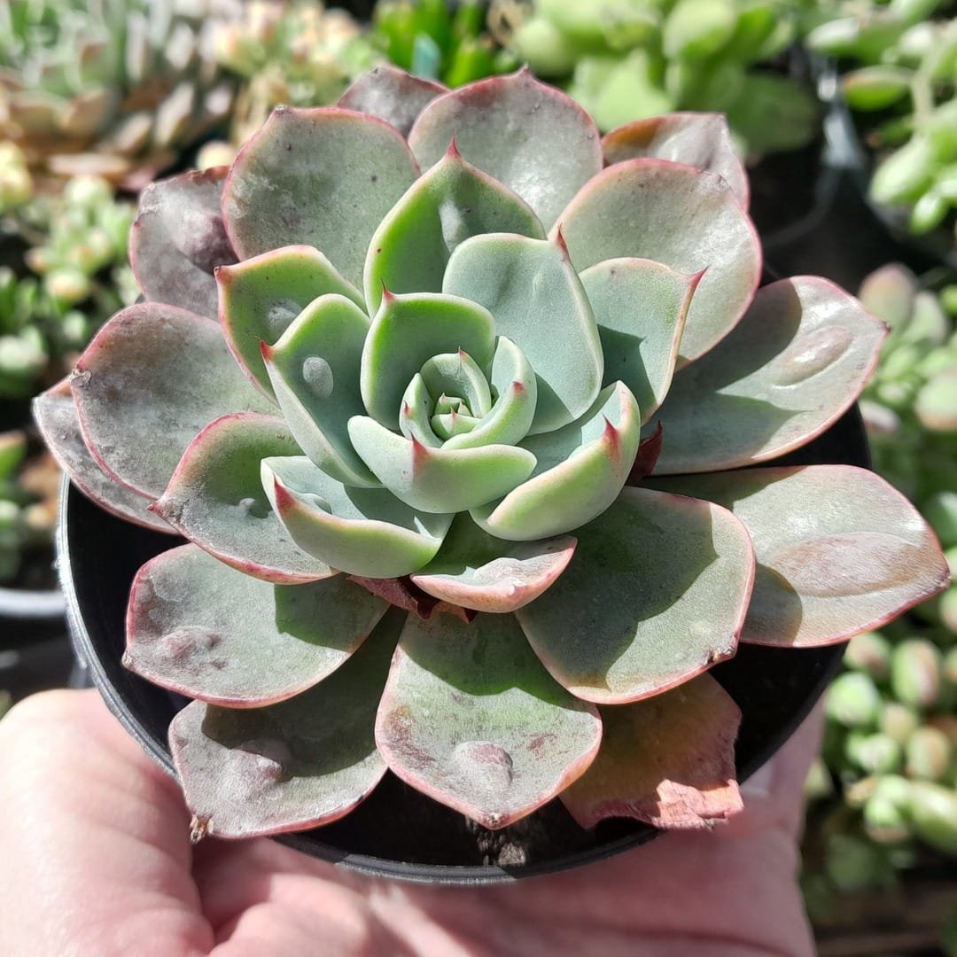 Echeveria Parva x Raindrops