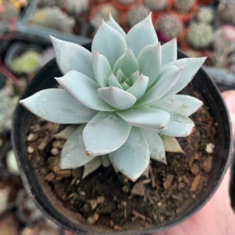 Echeveria Peacockii