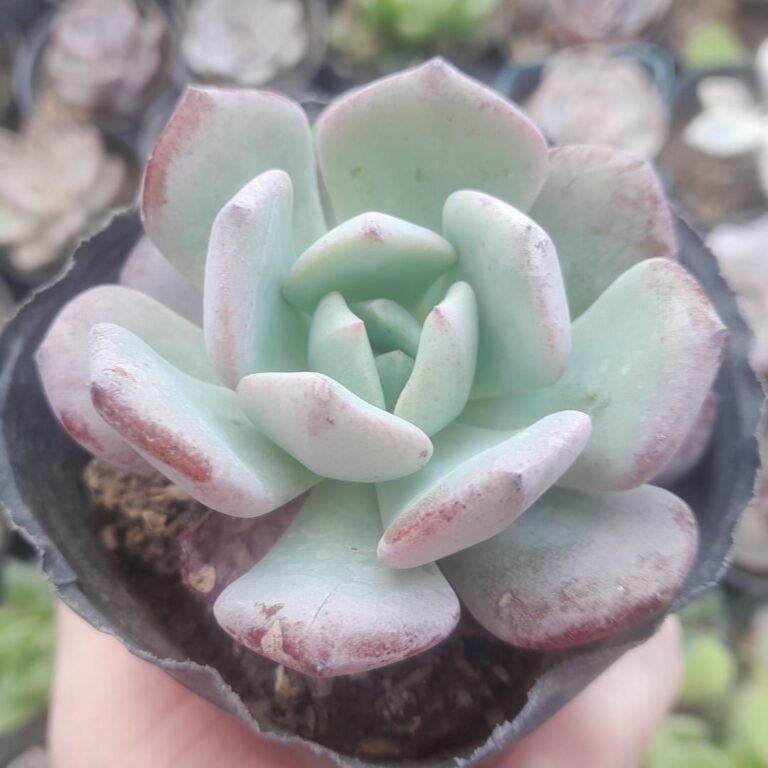 Echeveria Priscila