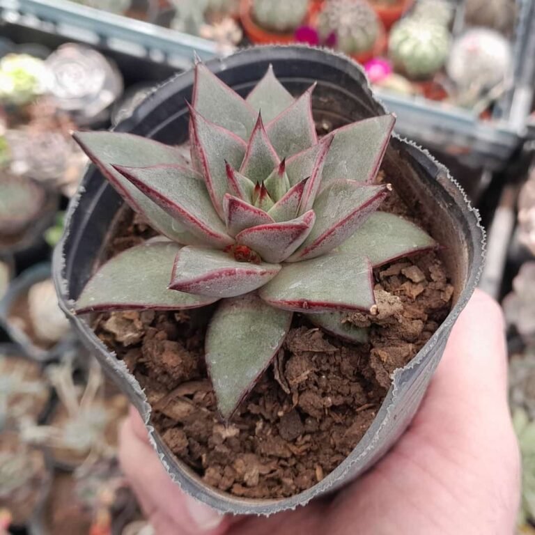 Echeveria Purpusorum x Romeo