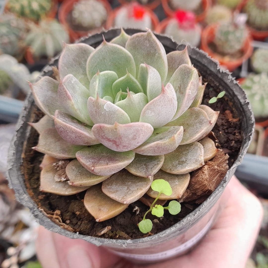Echeveria Roman