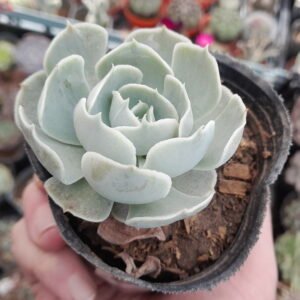 Echeveria San Carlos