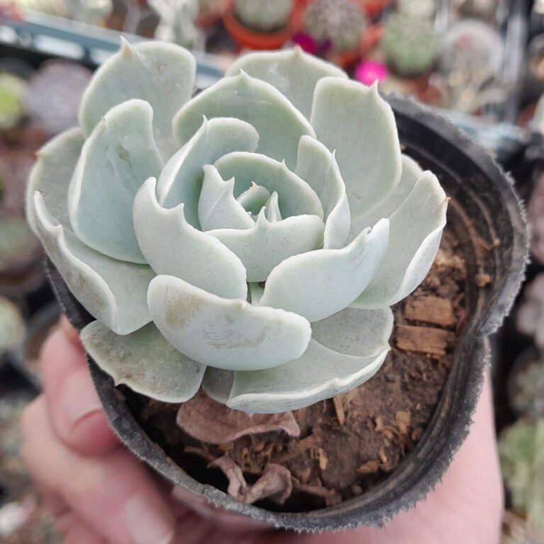 Echeveria San Carlos