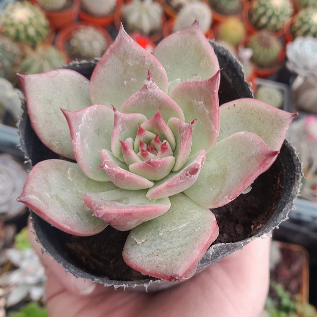 Echeveria Yecora x Romeo Rubin